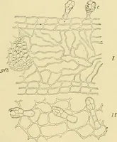Picture 377 of 504 from The microscopy of vegetable foods (1906), leaf 538