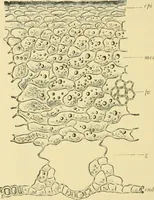 An illustration from The microscopy of vegetable foods (1906)