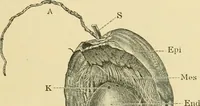 An illustration from The microscopy of vegetable foods (1906)