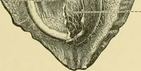 An illustration from The microscopy of vegetable foods (1906)