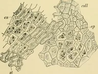 Picture 380 of 504 from The microscopy of vegetable foods (1906), leaf 540