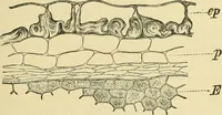Picture 382 of 504 from The microscopy of vegetable foods (1906), leaf 542
