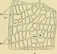 Picture 384 of 504 from The microscopy of vegetable foods (1906), leaf 544