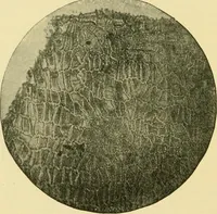 An illustration from The microscopy of vegetable foods (1906)