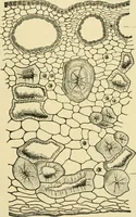 Picture 386 of 504 from The microscopy of vegetable foods (1906), leaf 548