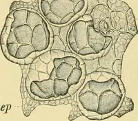 Picture 387 of 504 from The microscopy of vegetable foods (1906), leaf 549