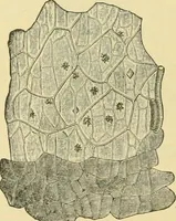 An illustration from The microscopy of vegetable foods (1906)