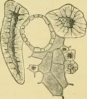 Picture 389 of 504 from The microscopy of vegetable foods (1906), leaf 549