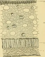Picture 19 of 504 from The microscopy of vegetable foods (1906), leaf 55