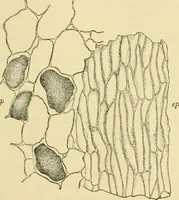 Picture 390 of 504 from The microscopy of vegetable foods (1906), leaf 550