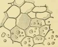 An illustration from The microscopy of vegetable foods (1906)