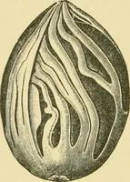 An illustration from The microscopy of vegetable foods (1906)