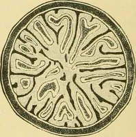 Picture 393 of 504 from The microscopy of vegetable foods (1906), leaf 553