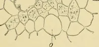 Picture 394 of 504 from The microscopy of vegetable foods (1906), leaf 554