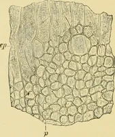 Picture 395 of 504 from The microscopy of vegetable foods (1906), leaf 555