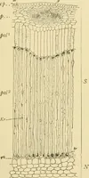 Picture 396 of 504 from The microscopy of vegetable foods (1906), leaf 556