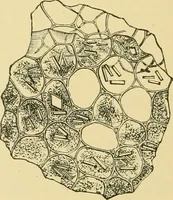 Picture 398 of 504 from The microscopy of vegetable foods (1906), leaf 557