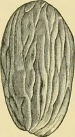 An illustration from The microscopy of vegetable foods (1906)