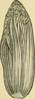 Picture 400 of 504 from The microscopy of vegetable foods (1906), leaf 562