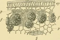 Picture 401 of 504 from The microscopy of vegetable foods (1906), leaf 562