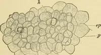 An illustration from The microscopy of vegetable foods (1906)
