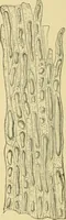 Picture 403 of 504 from The microscopy of vegetable foods (1906), leaf 565