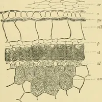 Picture 404 of 504 from The microscopy of vegetable foods (1906), leaf 566