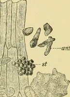 Picture 405 of 504 from The microscopy of vegetable foods (1906), leaf 567