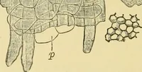 Picture 406 of 504 from The microscopy of vegetable foods (1906), leaf 567