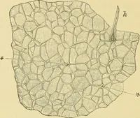 Picture 407 of 504 from The microscopy of vegetable foods (1906), leaf 569