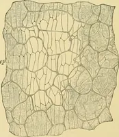 Picture 408 of 504 from The microscopy of vegetable foods (1906), leaf 569