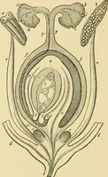 An illustration from The microscopy of vegetable foods (1906)