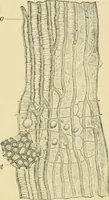 An illustration from The microscopy of vegetable foods (1906)