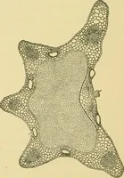 Picture 410 of 504 from The microscopy of vegetable foods (1906), leaf 573