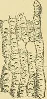 Picture 411 of 504 from The microscopy of vegetable foods (1906), leaf 575