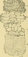 Picture 412 of 504 from The microscopy of vegetable foods (1906), leaf 575