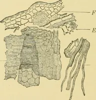 Picture 413 of 504 from The microscopy of vegetable foods (1906), leaf 577