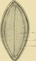 Picture 21 of 504 from The microscopy of vegetable foods (1906), leaf 58
