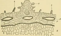 Picture 414 of 504 from The microscopy of vegetable foods (1906), leaf 580