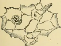 Picture 415 of 504 from The microscopy of vegetable foods (1906), leaf 580