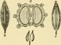 An illustration from The microscopy of vegetable foods (1906)