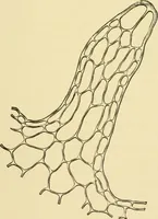 Picture 417 of 504 from The microscopy of vegetable foods (1906), leaf 582