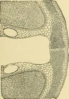Picture 418 of 504 from The microscopy of vegetable foods (1906), leaf 584