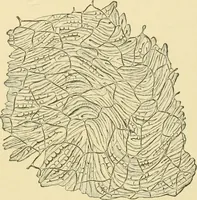 An illustration from The microscopy of vegetable foods (1906)