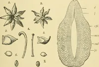 Picture 420 of 504 from The microscopy of vegetable foods (1906), leaf 588