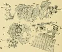 Picture 421 of 504 from The microscopy of vegetable foods (1906), leaf 589