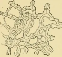 Picture 22 of 504 from The microscopy of vegetable foods (1906), leaf 59