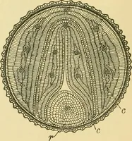 An illustration from The microscopy of vegetable foods (1906)