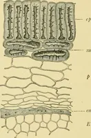 Picture 422 of 504 from The microscopy of vegetable foods (1906), leaf 591