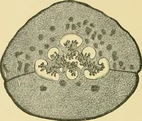 Picture 423 of 504 from The microscopy of vegetable foods (1906), leaf 595
